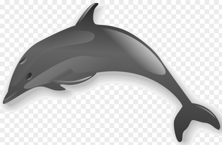 Dolphin Common Bottlenose Wholphin Clip Art PNG