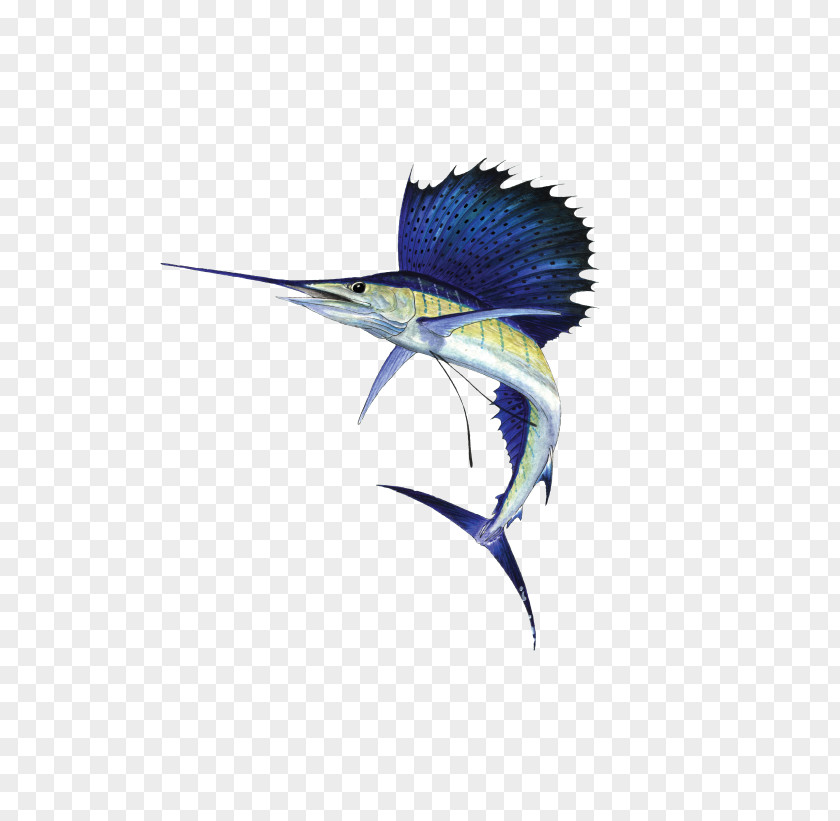 L Atlantic Sailfish Indo-Pacific Portraits From The Deep Animal OS PNG