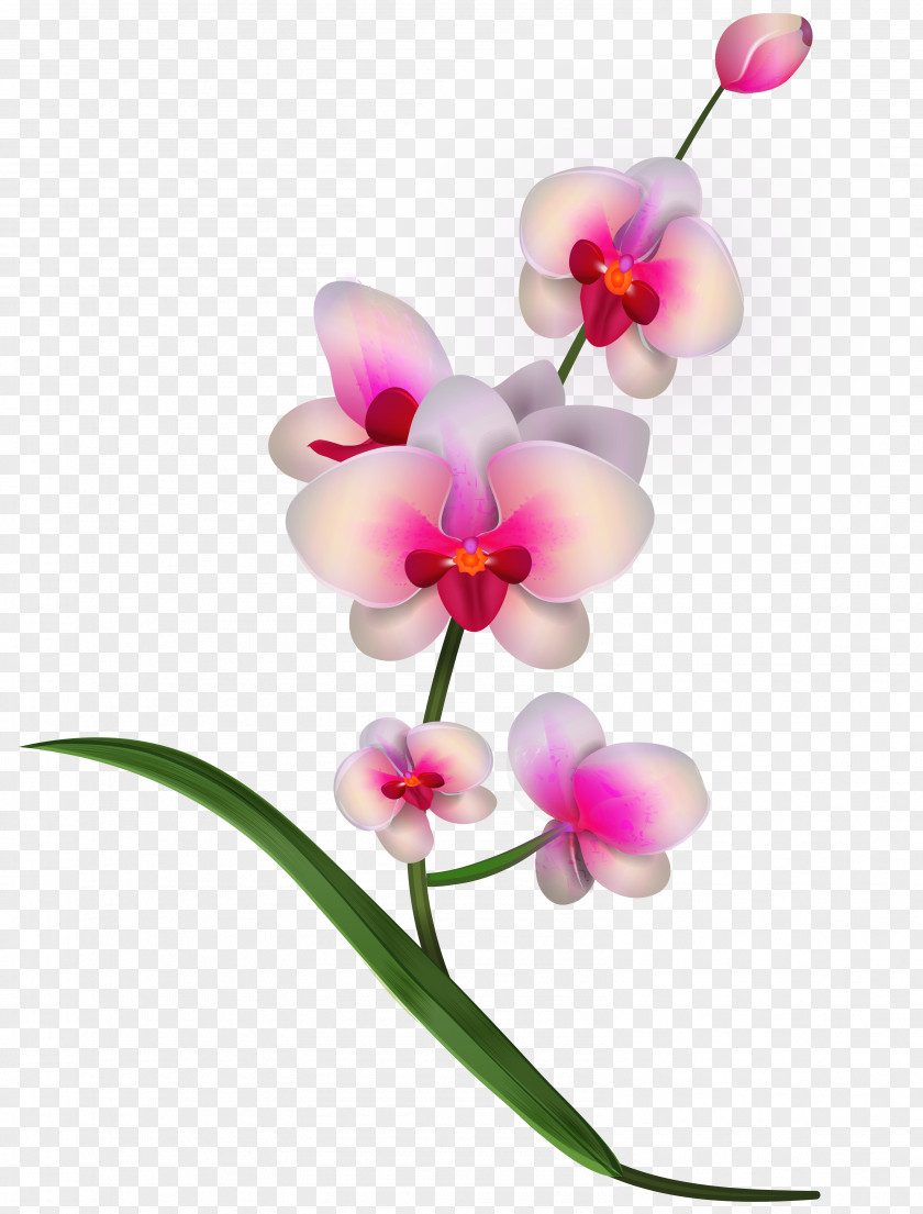 Orchid Clipart PNG Image Lady's Slipper Orchids Flower Clip Art PNG