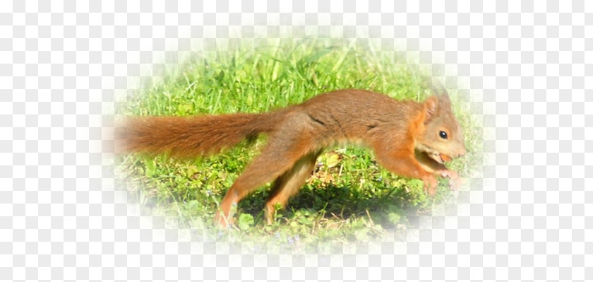Pas De Deux Fox Squirrel Chipmunk Terrestrial Animal Wildlife PNG