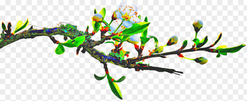 Plant Branch Picture Cartoon PNG