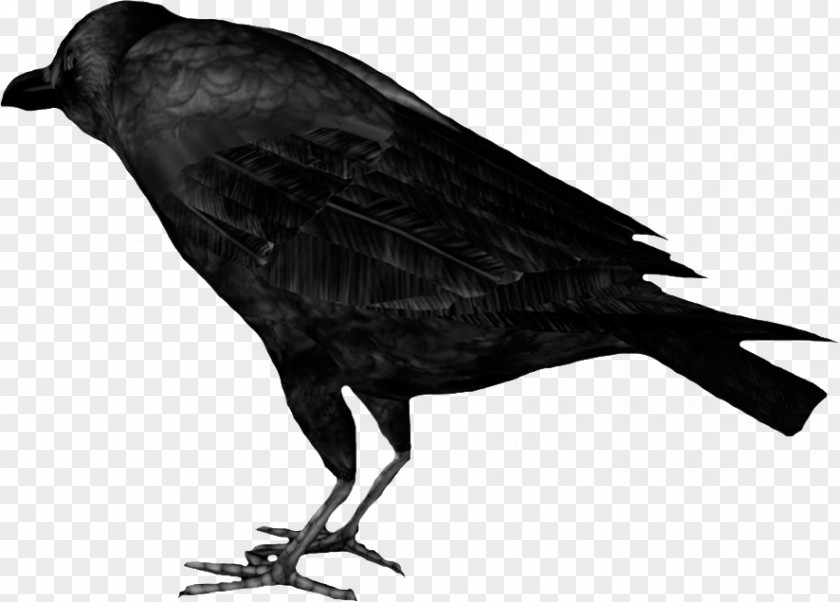 Raven American Crow Rook New Caledonian Bird PNG