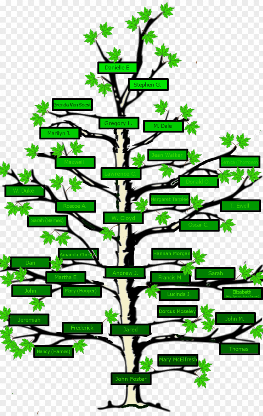 Family Tree Genealogy Surname Ancestor PNG