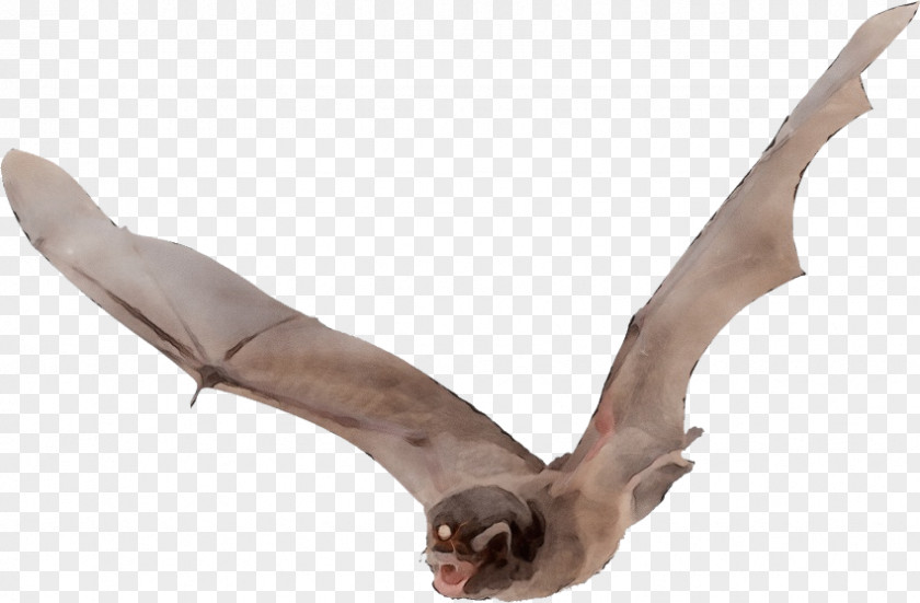 Microbat Bat Flight Megabat Vampire Common PNG