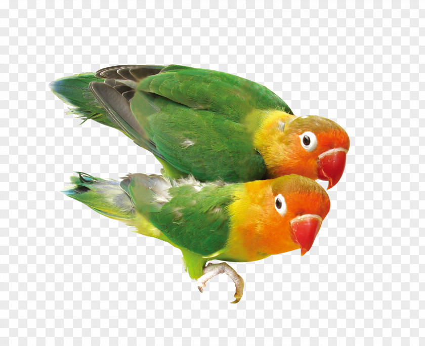 One Pair Of Parrots Bird Parrot Download PNG