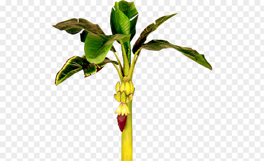 Banana Plant Cliparts Cooking Clip Art PNG
