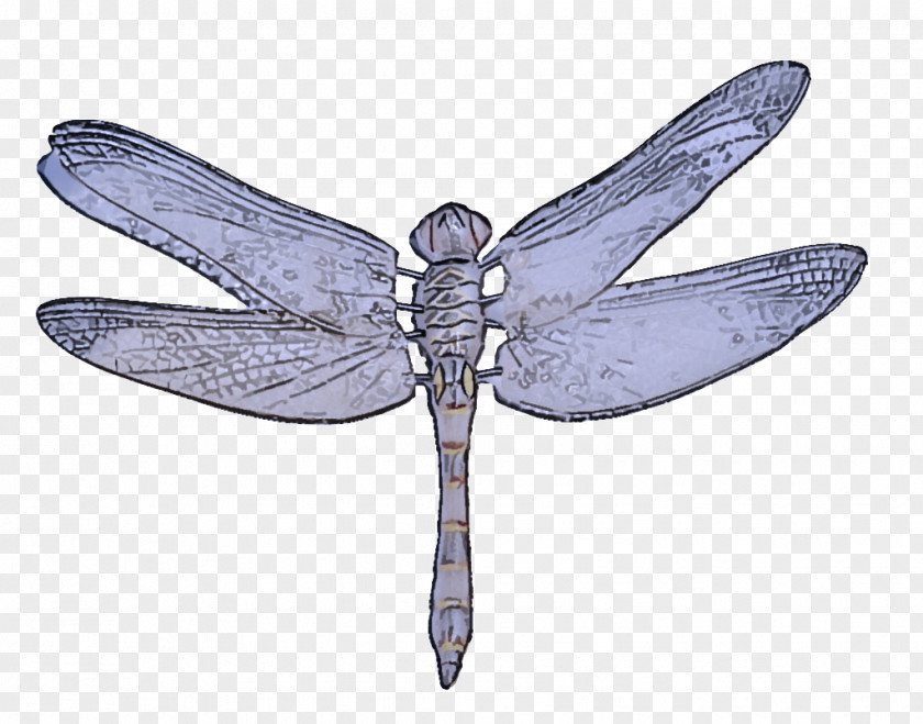 Insect Dragonflies And Damseflies Dragonfly Wing Membrane-winged PNG