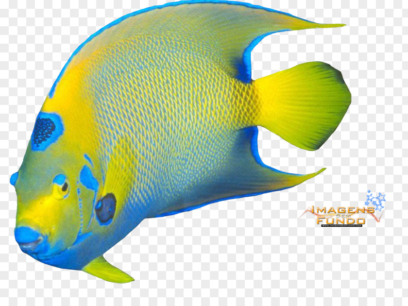 Peixe Marine Biology Mammal Product Design Fish PNG