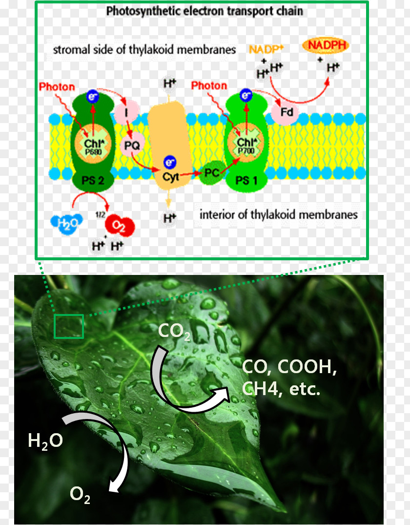 Photosynthetic Efficiency Leaf Human Behavior Electron Transport Chain Brand Font PNG