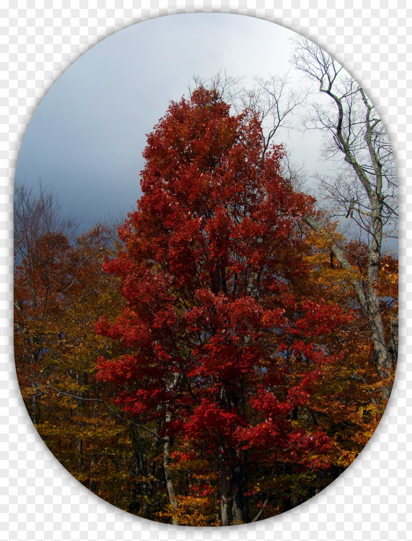 Autumn Larch Temperate Broadleaf And Mixed Forest Biome Maple PNG