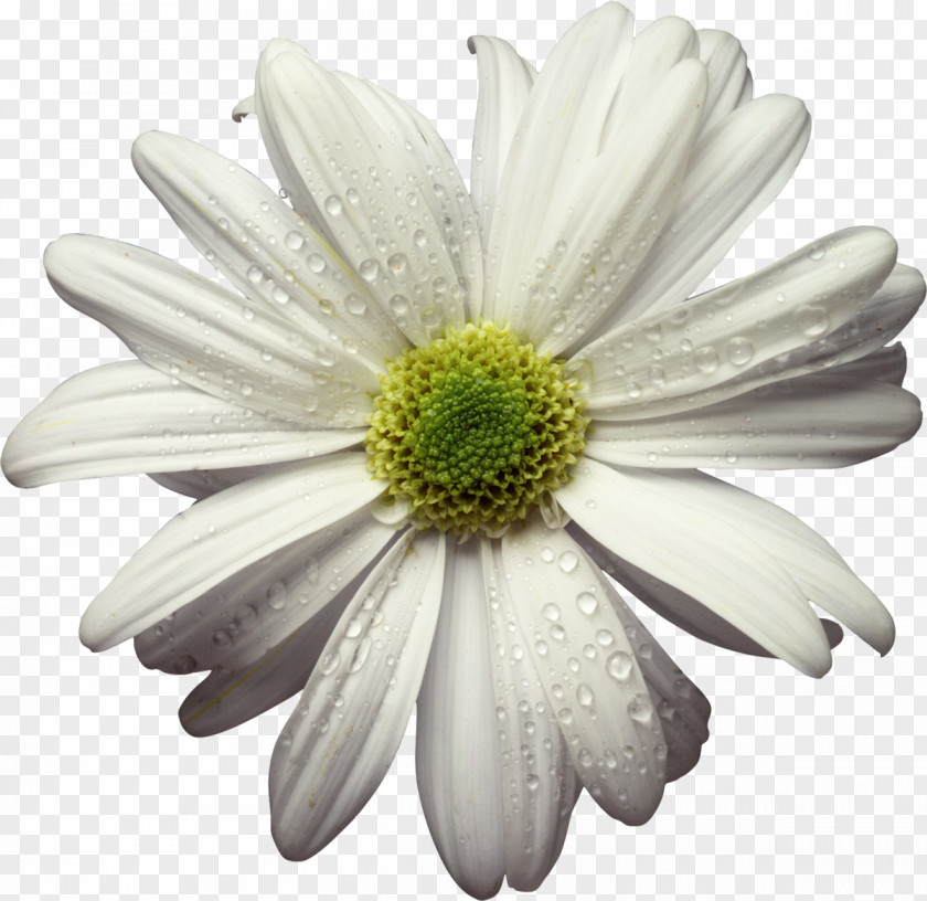 Camomile Animation Tenor Gfycat PNG