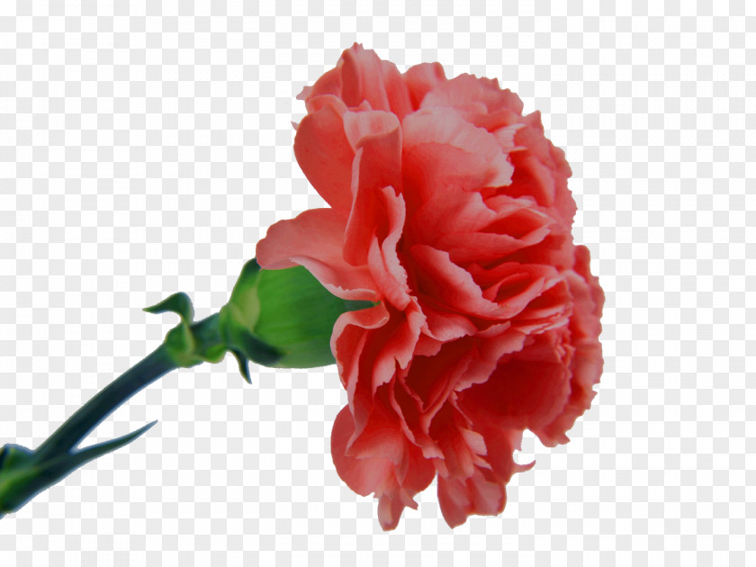 Carnation Flowers Pink Flower Bouquet PNG