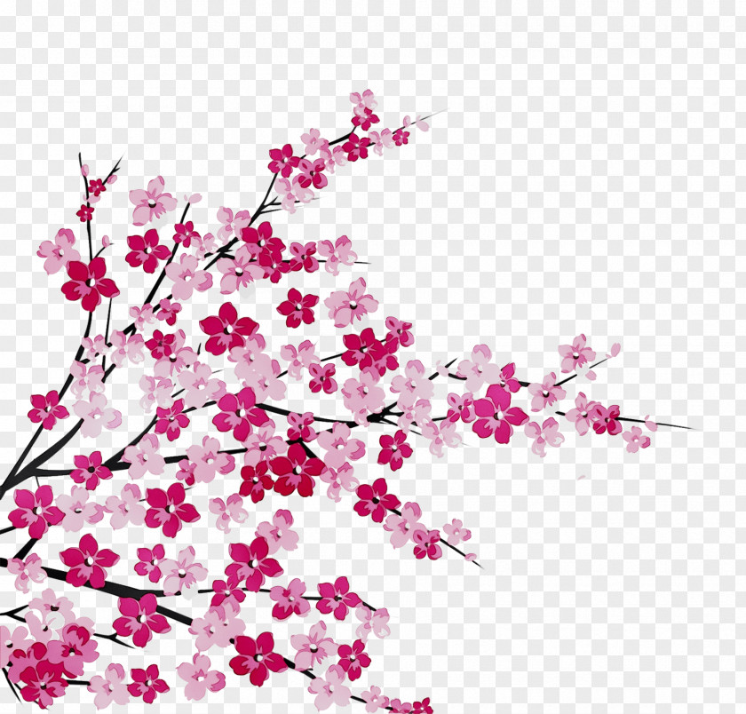 Cherry Blossom ST.AU.150 MIN.V.UNC.NR AD Design Flowering Plant Cherries PNG