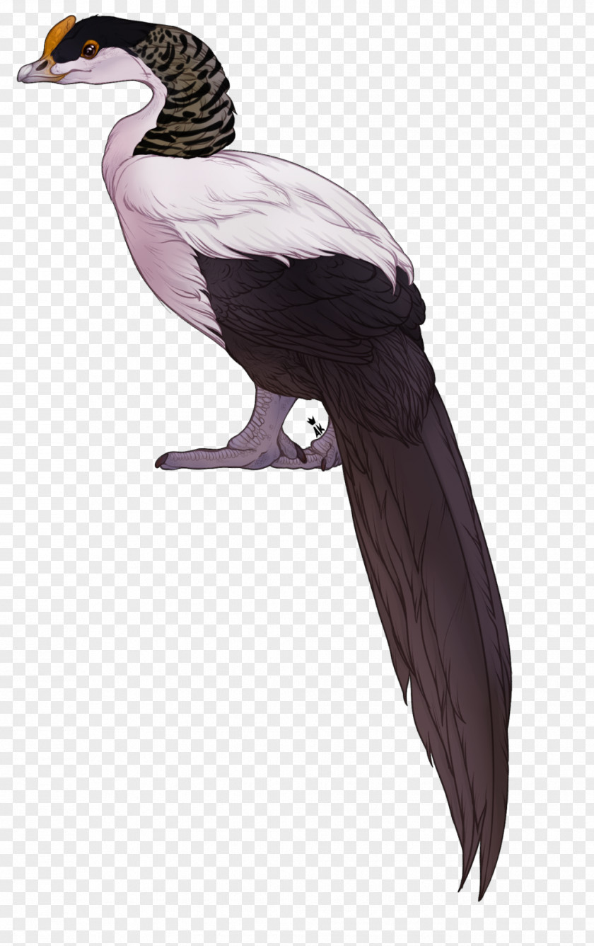Duck Vulture Fauna Beak Neck PNG