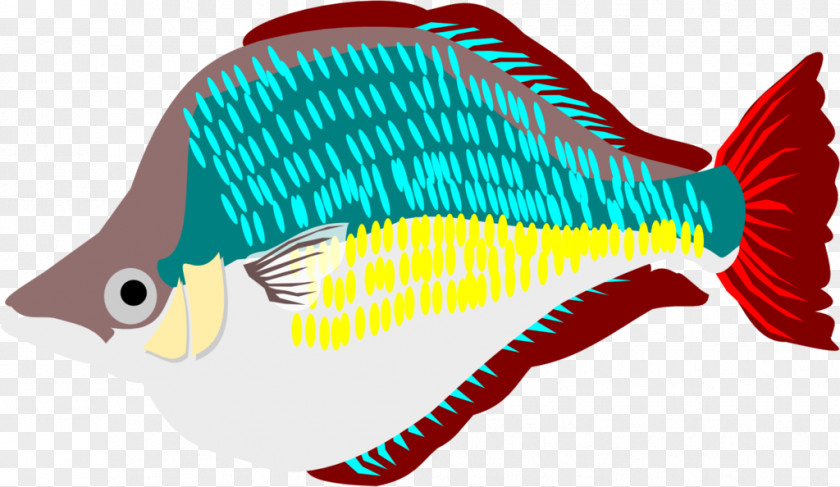 Rainbow Fish Marine Biology Fauna Clip Art PNG
