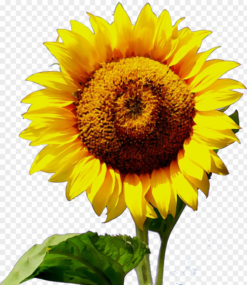 Asterales Pollen Sunflower PNG