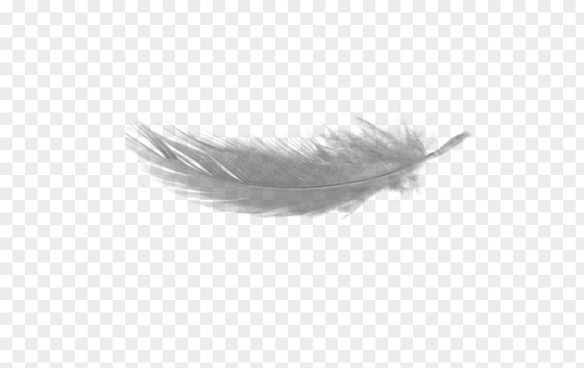 Feather Light Clip Art PNG