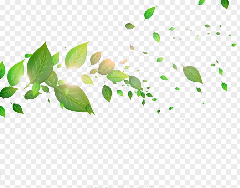 Leaves Leaf PNG