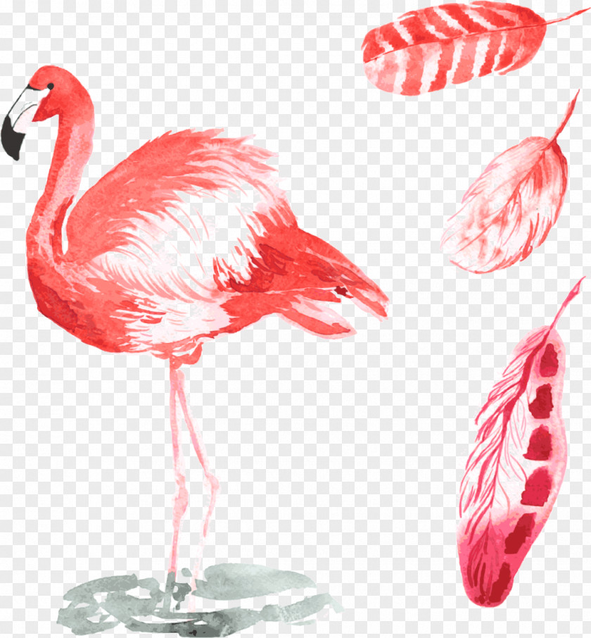Vector Ostrich Bird Common Flamingos Illustration PNG