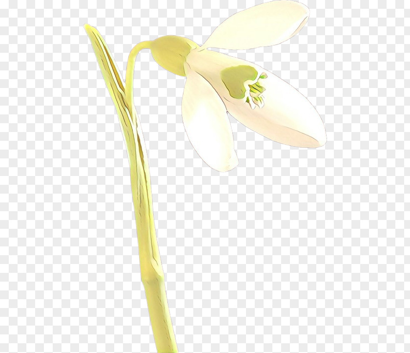 Arum Pedicel White Snowdrop Flower Plant Yellow PNG