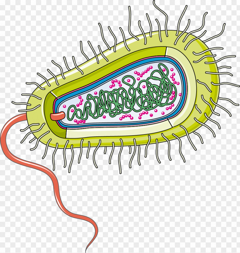 Cooky Bacteria Infection Group A Streptococcus Gut Flora Organism PNG