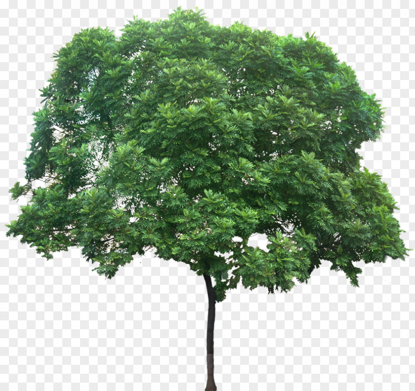Fern India Filicium Decipiens Plant Tree PNG
