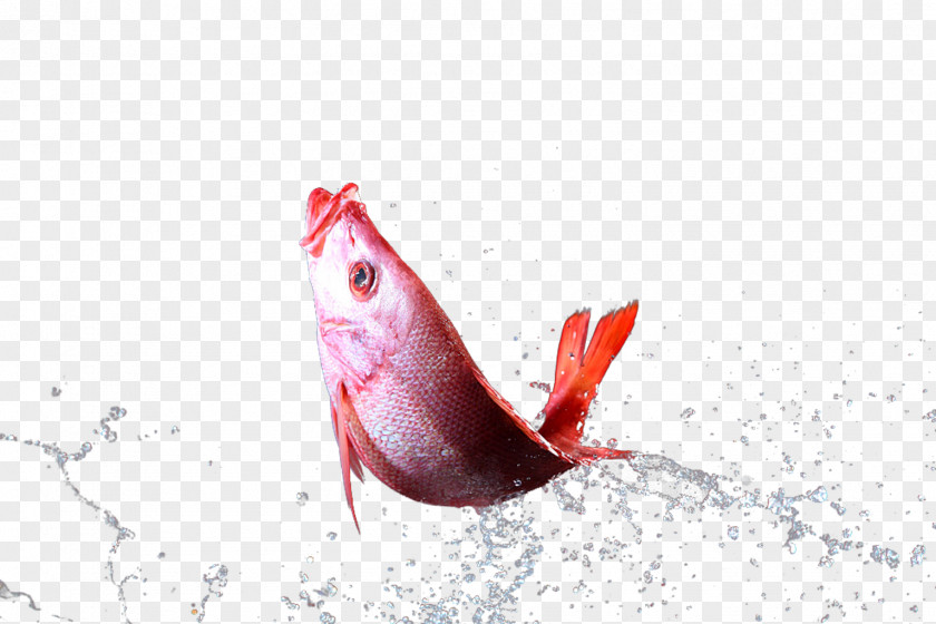 Fish In The Splash Drop PNG