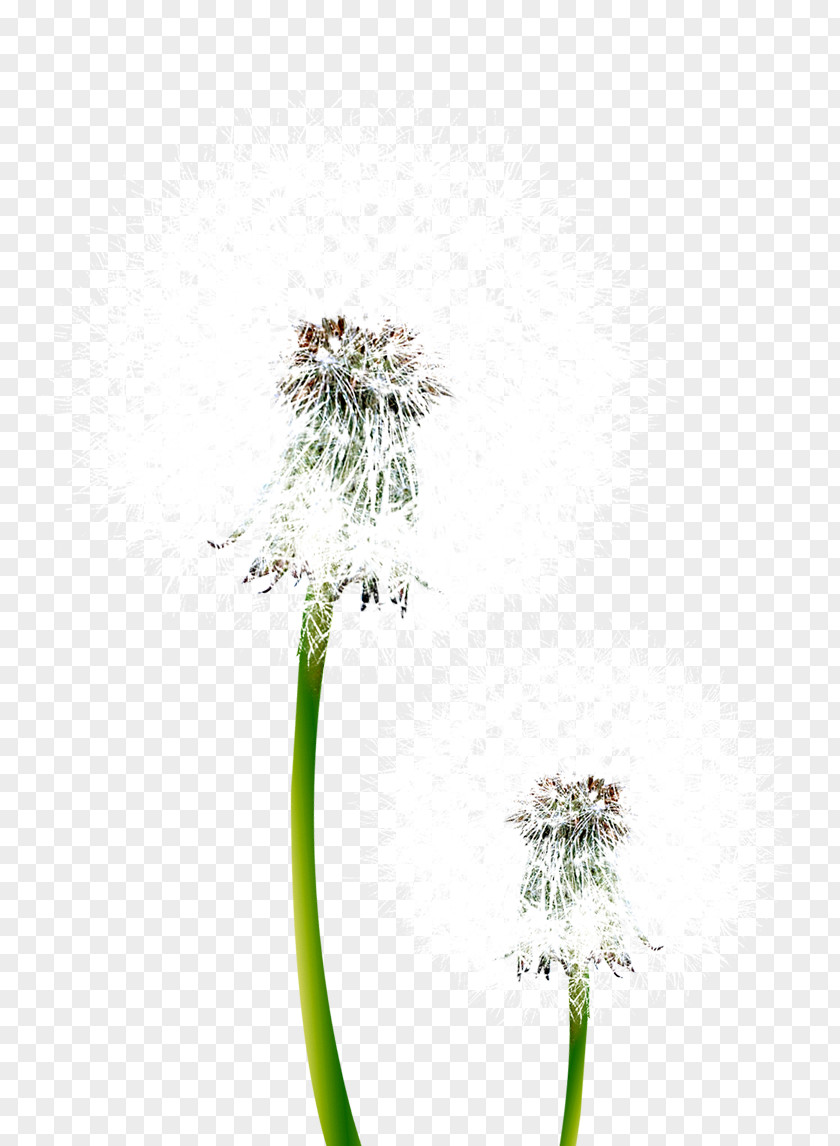 Flower Common Dandelion Pissenlit PNG