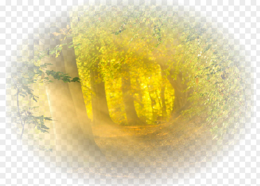 Forest Desktop Wallpaper Enchanted YouTube PNG