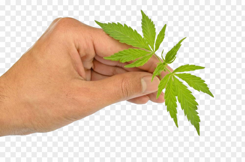 Hand Holding Cannabis Leaves Ruderalis Marijuana Sativa Autoflowering PNG