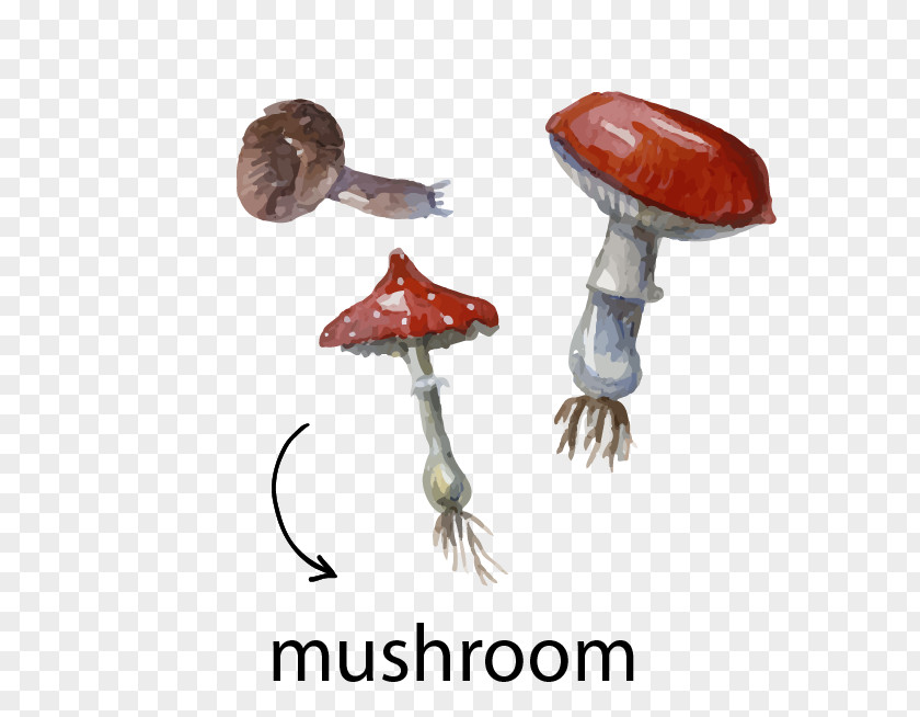 Mushroom Material Watercolor Painting Illustration PNG