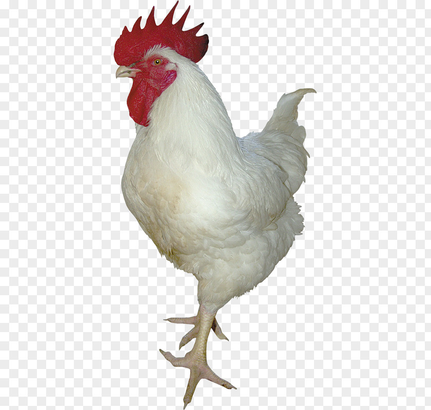 Chicken Rooster Meleagrididae Duck Poultry PNG