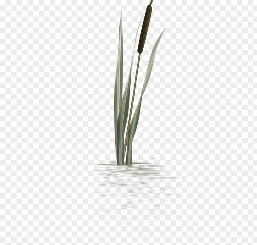 Lakeside Flower Close-up Plant Stem PNG