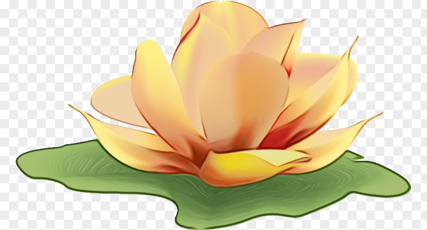 Petal Yellow Proteales Computer M PNG