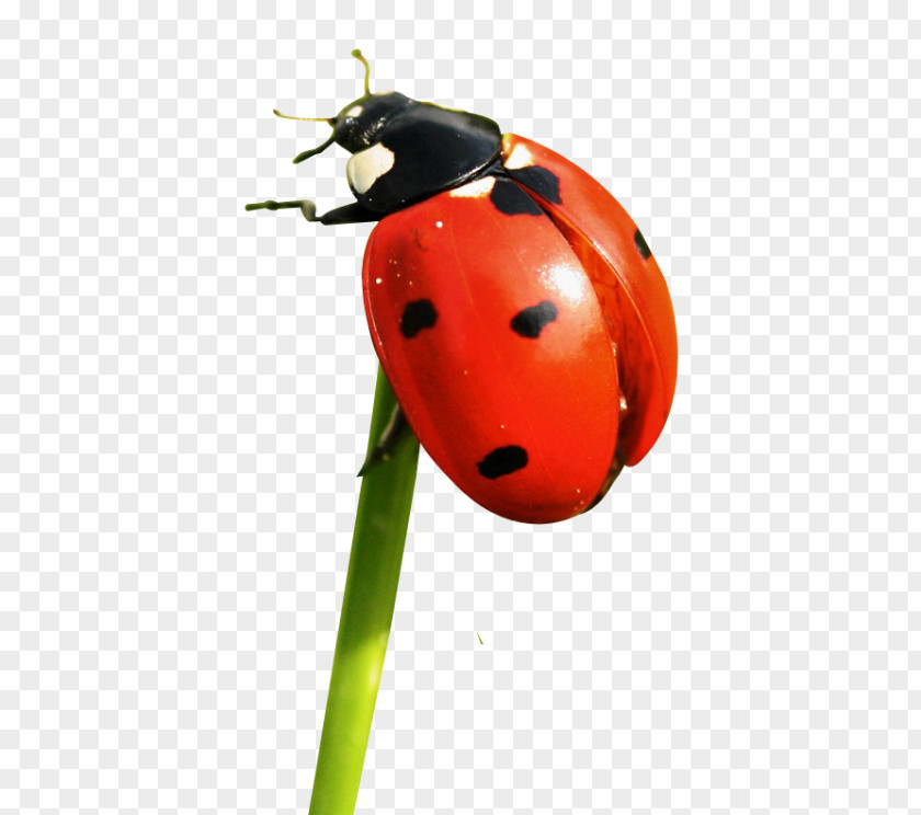 Insect Common Furniture Beetle Free Ladybird PNG