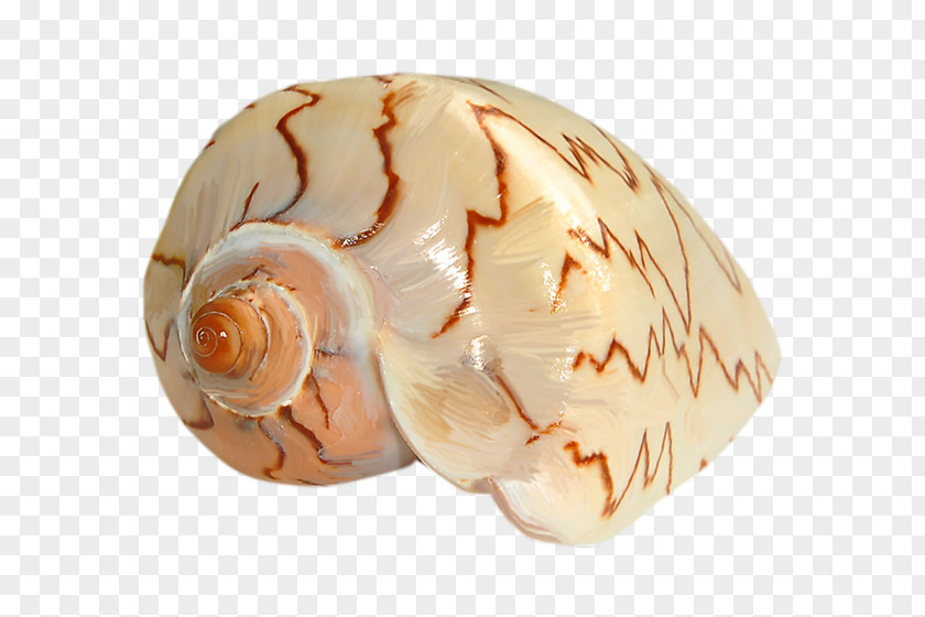 Conch Jewelry Snail Oyster Clam Mussel Conchology PNG