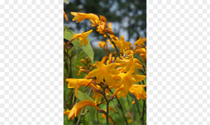 Montbretia Wildflower Coppertips PNG