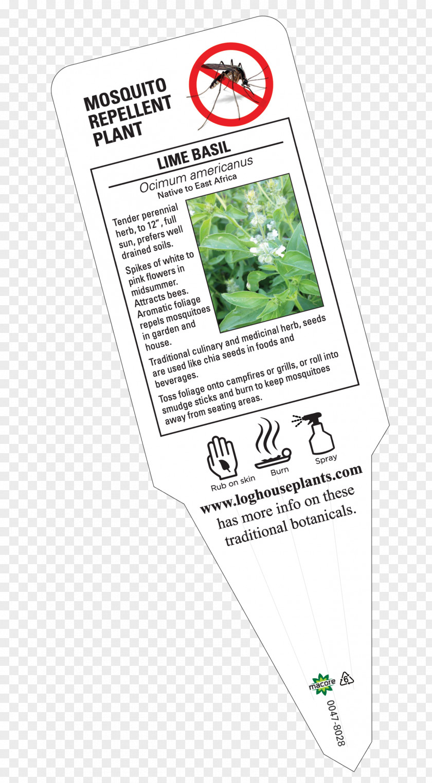 Basil Lime Catnip Plants Perennial Plant Lavender PNG