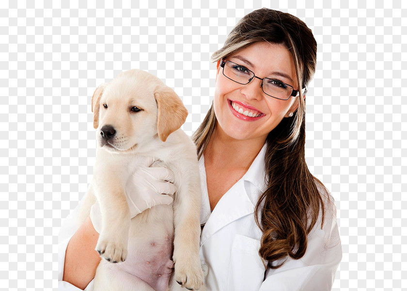 Dog Veterinarian Veterinary Medicine Handbook Of Neurology Cat PNG
