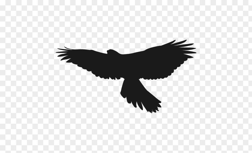 Eagle Warsaw Bird Silhouette Clip Art PNG
