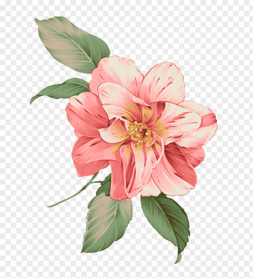 Flower Illustration Image Design Pink PNG