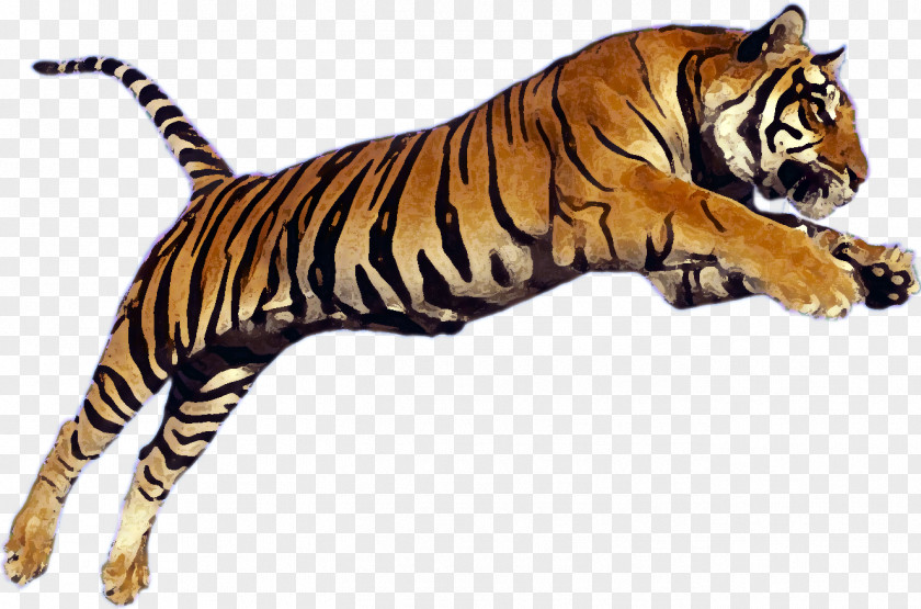 Leaping Siberian Tiger Bengal Clip Art PNG