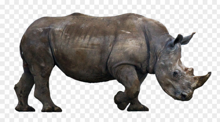 Rhinoceros Wildlife Animal DeviantArt PNG
