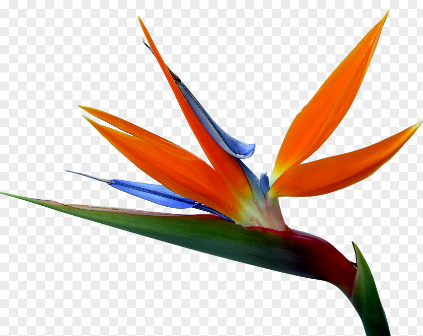 Bird Flower Strelitzia Reginae Bird-of-paradise Drawing PNG