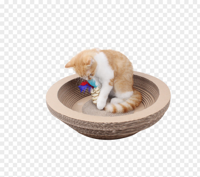 Cat Bowl Kitten Tree Whiskers PNG