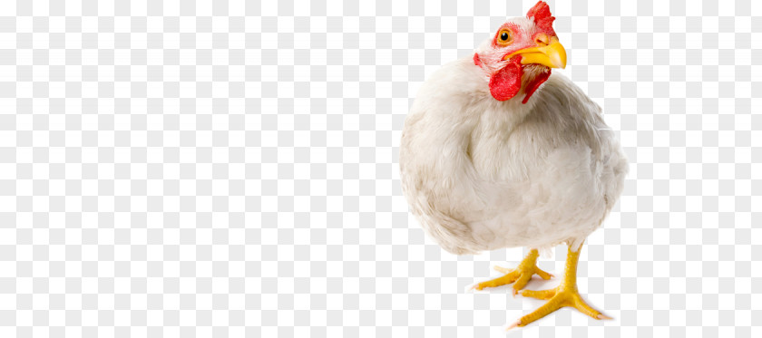 Chicken Stock Photography Rooster Camera PNG