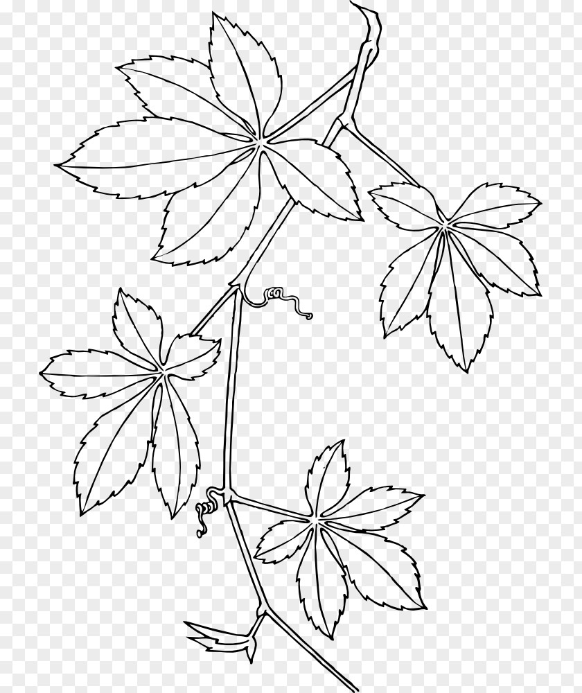 Creeper Virginia Boston Ivy Vine Parthenocissus Vitacea Clip Art PNG