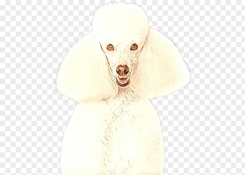Standard Poodle Nonsporting Group Dog White Breed Miniature PNG