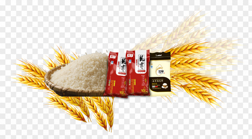Wheat Barley Rice Paddy Gadu Common PNG