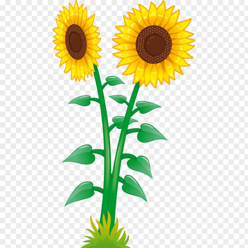 Child Common Sunflower Sticker Adhesive PNG